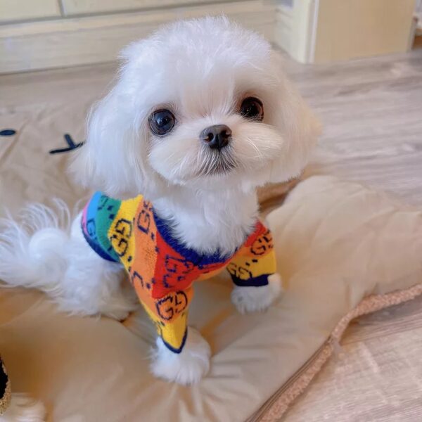 Rainbow Pucci Sweater - Image 4
