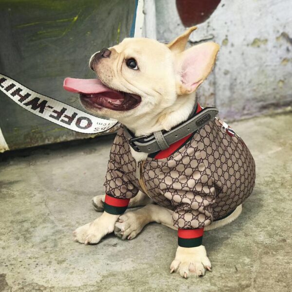 GG Snake Windbreaker Jacket - Image 6