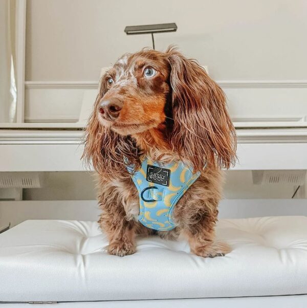 'Peeling Sassy' Adjustable Dog Harness - Image 6