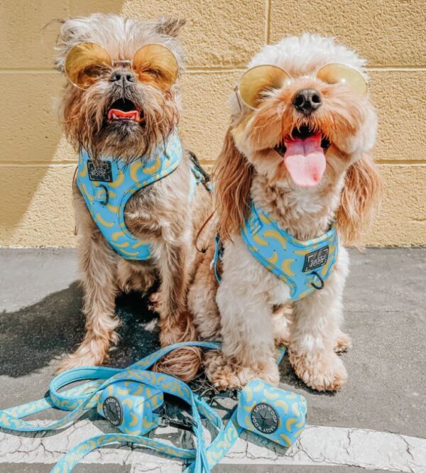 'Peeling Sassy' Adjustable Dog Harness - Image 8