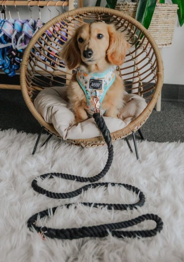 Dog Rope Leash - Noir - Image 5