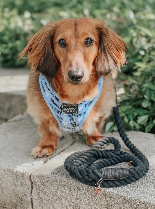 Dog Rope Leash - Noir - Image 6