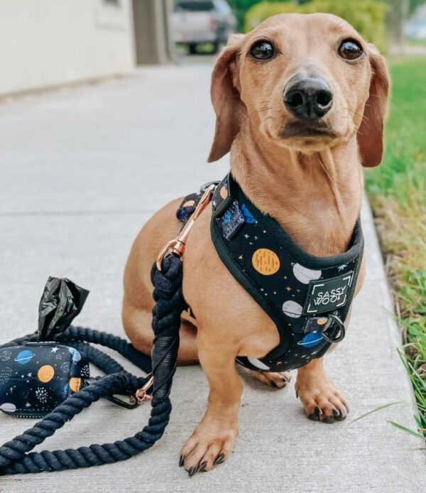 Dog Rope Leash - Noir - Image 7