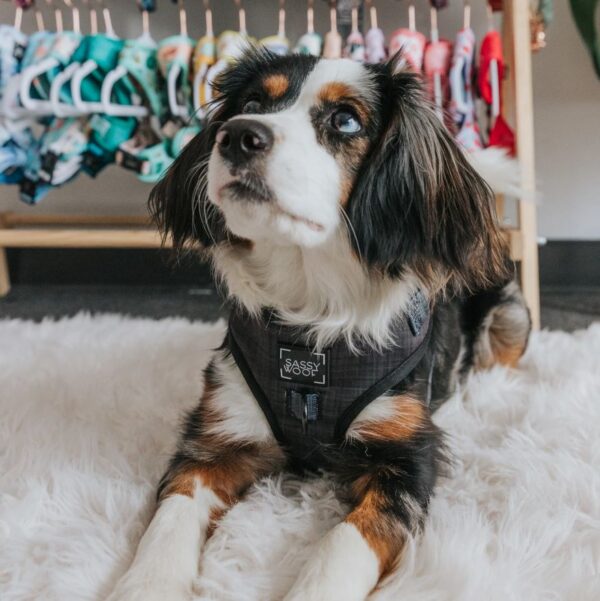 'Baby got Black' Adjustable Dog Harness - Image 7