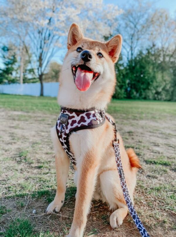 'Got Milk?' Adjustable Dog Harness - Image 10