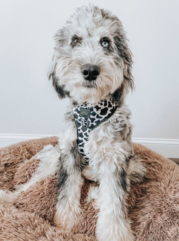 'Got Milk?' Adjustable Dog Harness - Image 6