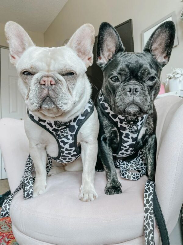 'Got Milk?' Adjustable Dog Harness - Image 7