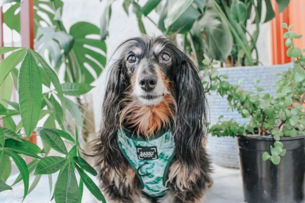 'Verano' Adjustable Dog Harness - Image 4