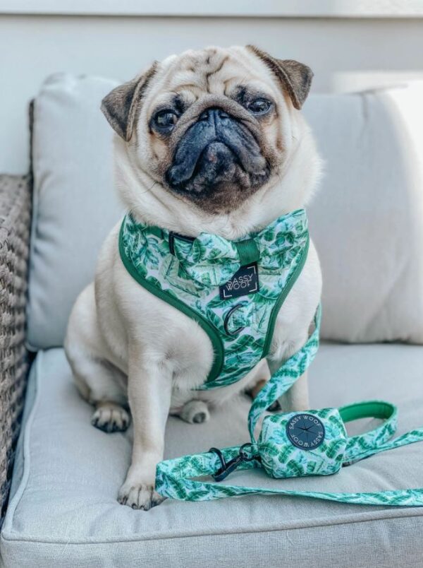 'Verano' Adjustable Dog Harness - Image 6