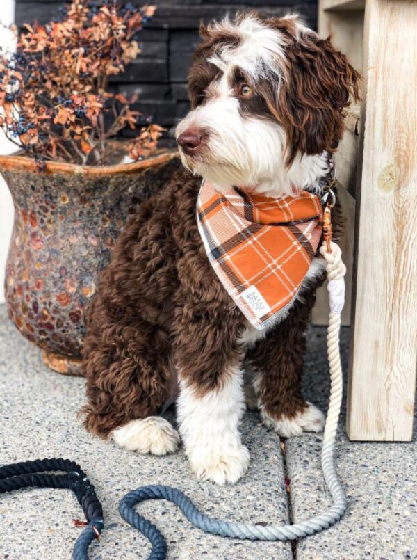 Dog Rope Leash - Ombre Black - Image 5