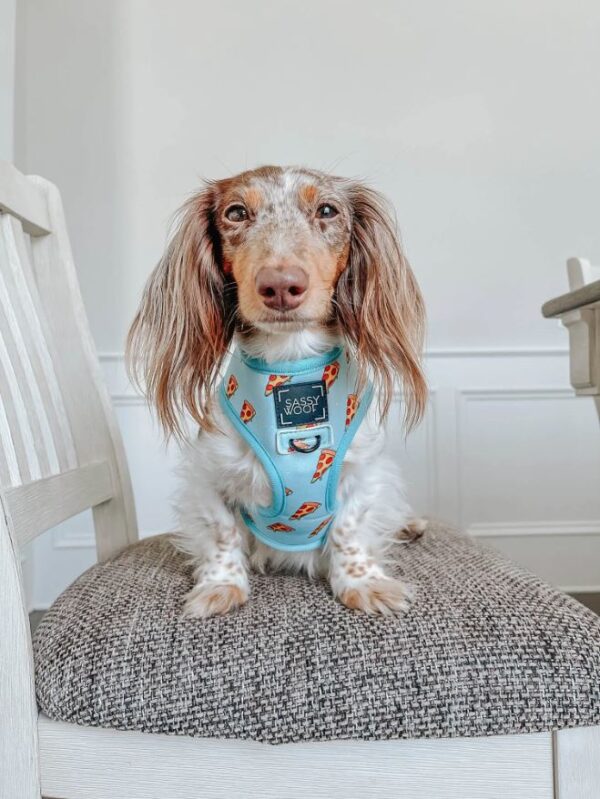 'One Hot Pupperoni' Reversible Dog Harness - Image 10