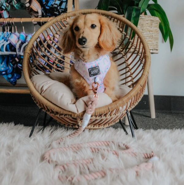 Dog Rope Leash - Rose All Day - Image 5
