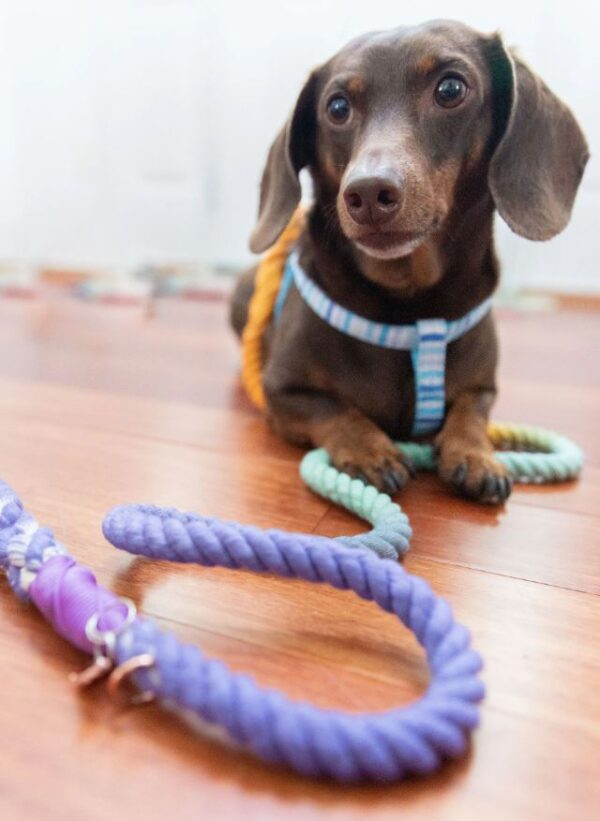 Dog Rope Leash - Sunset - Image 5