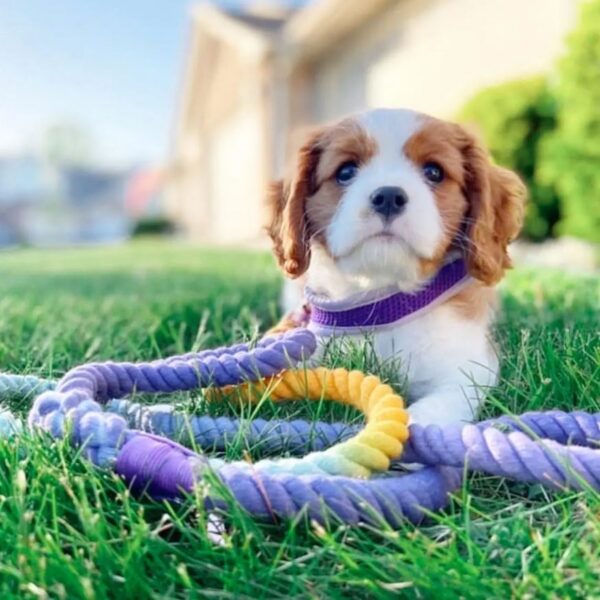 Dog Rope Leash - Sunset - Image 7