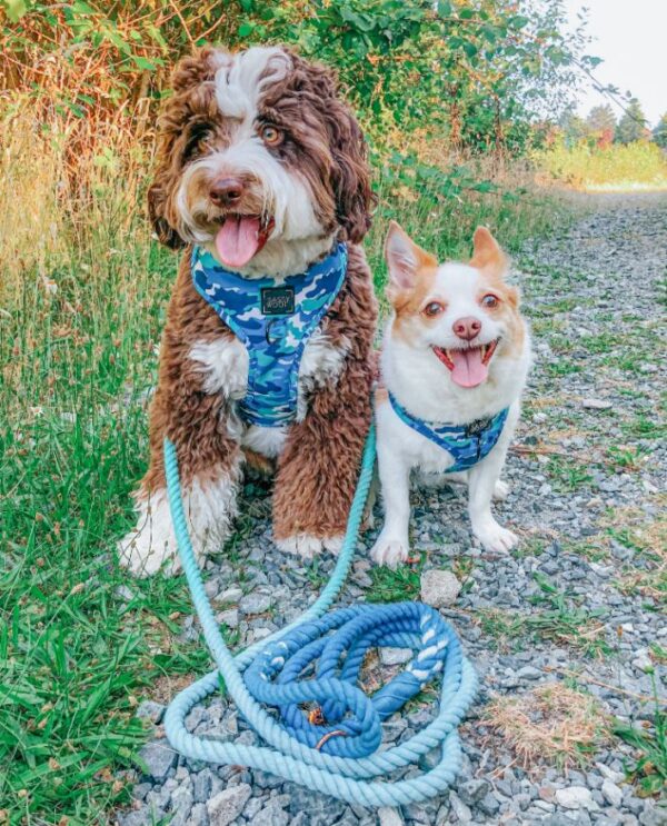 Dog Rope Leash - Tropic - Image 5