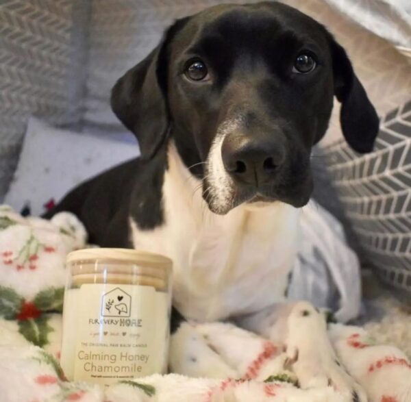 Calming Honey Chamomile Dog Paw Balm Candle - Image 4
