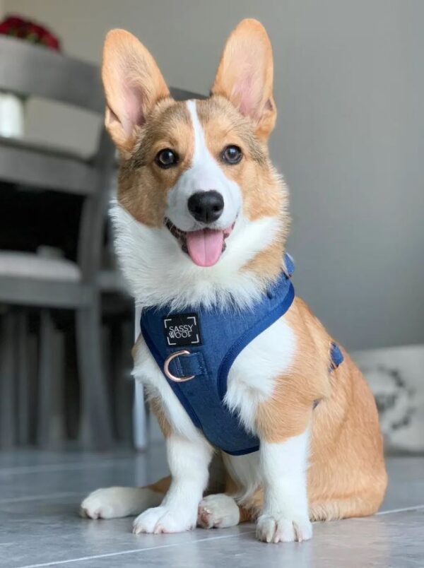 'Denim' Adjustable Dog Harness - Image 9