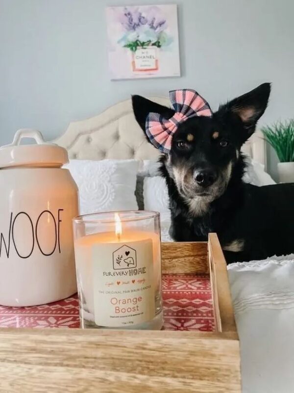 Orange Boost Dog Paw Balm Candle - Image 6