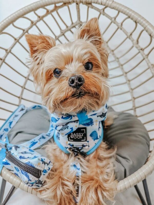 'Whale, Hello There' Reversible Dog Harness - Image 12