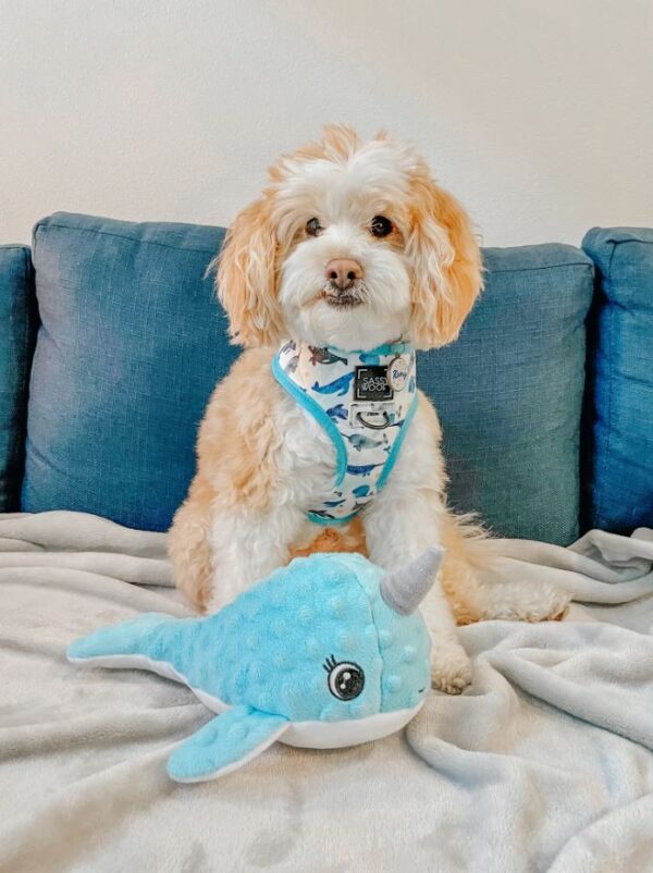 'Whale, Hello There' Reversible Dog Harness - Image 13