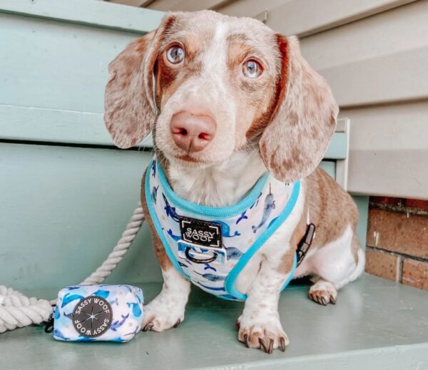 'Whale, Hello There' Reversible Dog Harness - Image 10