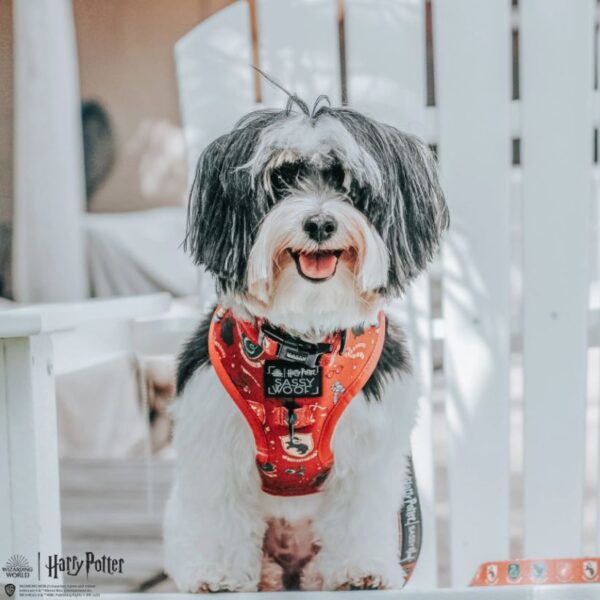 'Harry Potter' Adjustable Dog Harness - Image 8