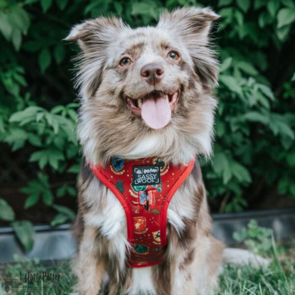 'Harry Potter' Adjustable Dog Harness - Image 10