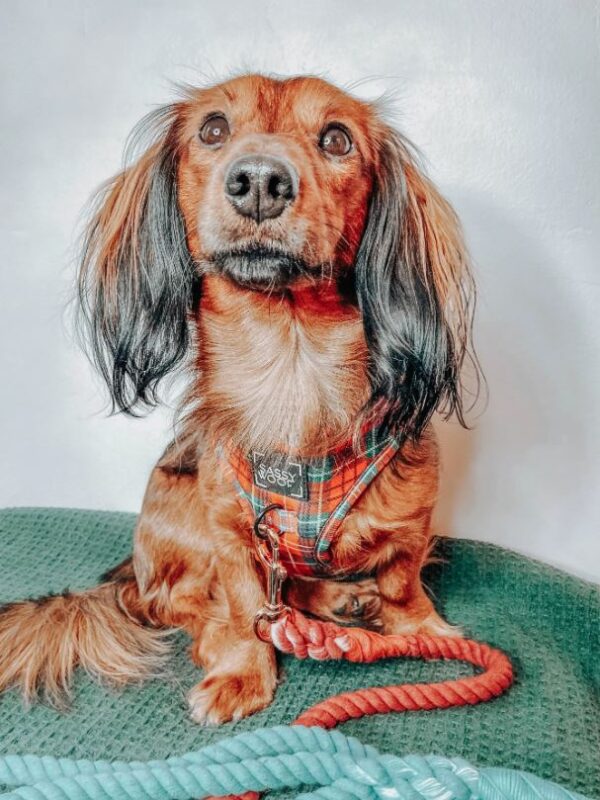 Rope Leash - Noel - Image 5