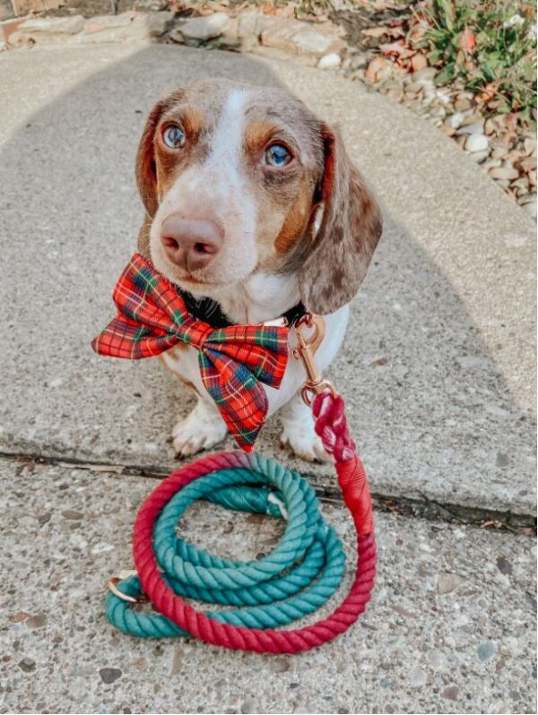 Rope Leash - Noel - Image 6