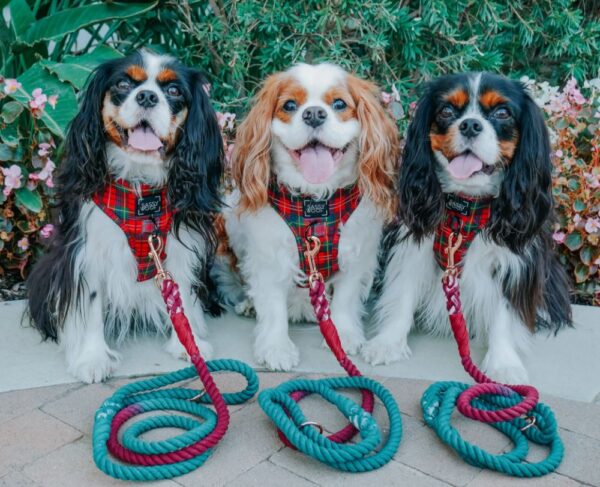 Rope Leash - Noel - Image 7