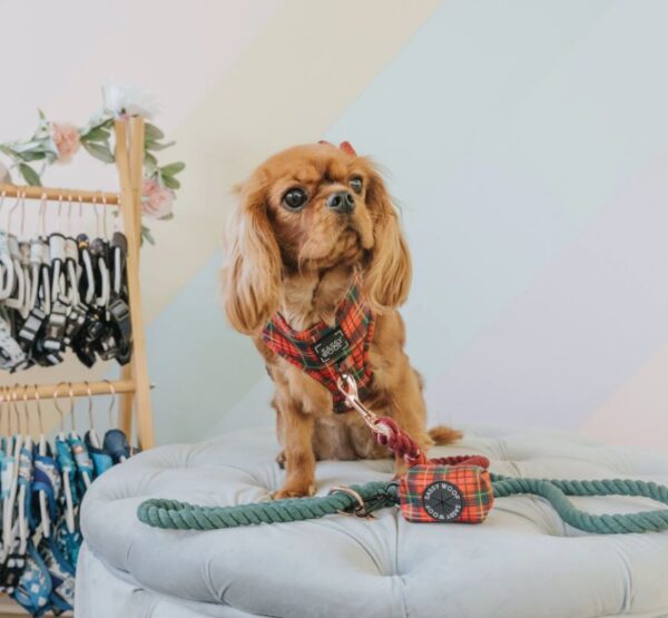 Rope Leash - Noel - Image 8